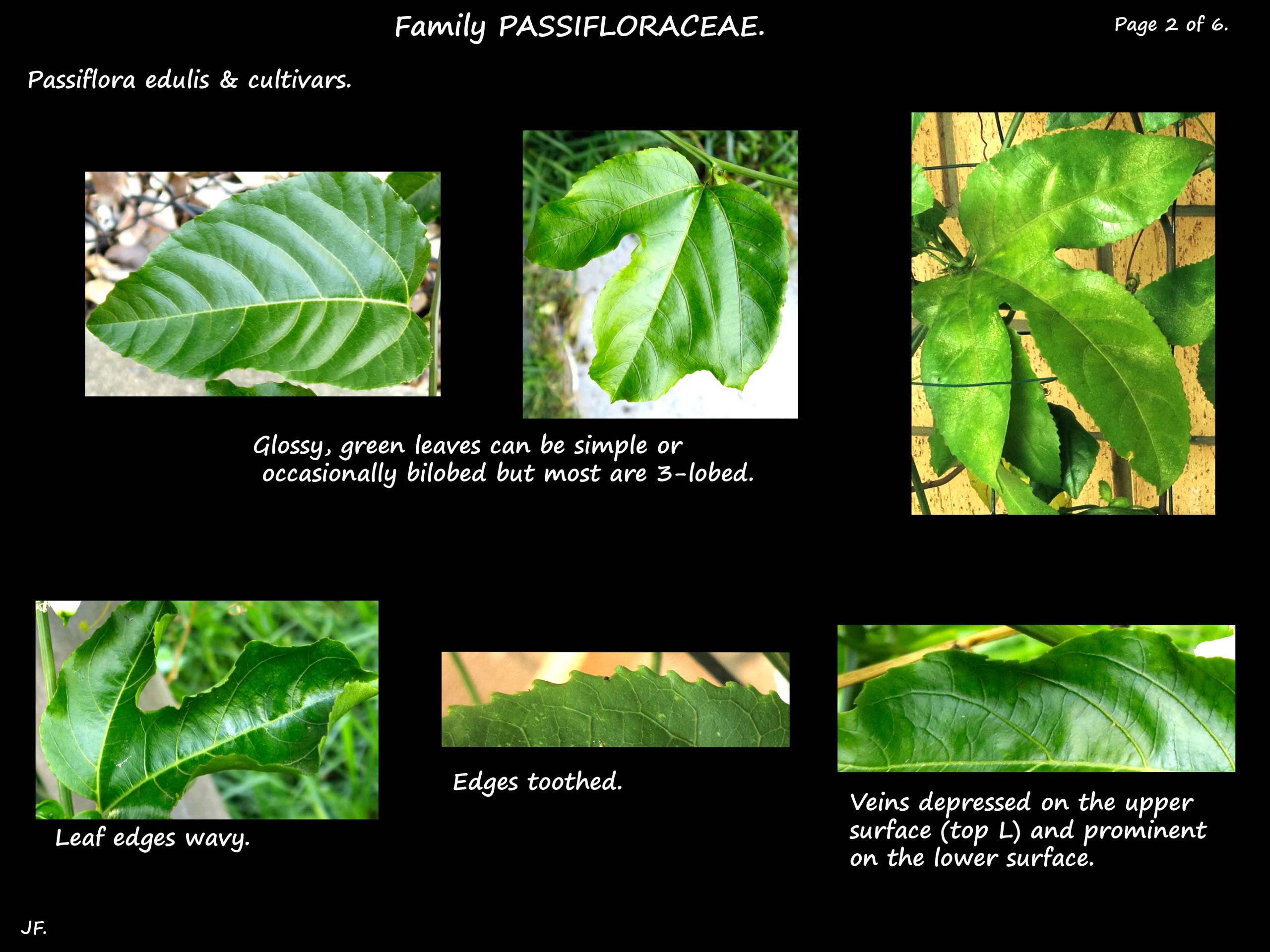 2 Passiflora edulis leaves